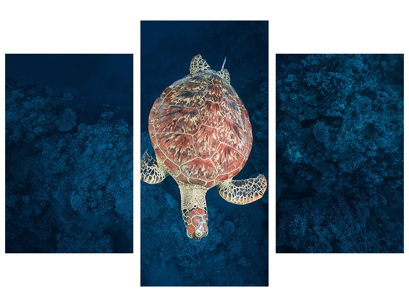 modern-3-piece-canvas-print-green-turtle-on-blue-water