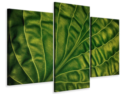 modern-3-piece-canvas-print-leaf-of-a-hosta