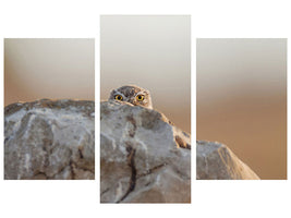 modern-3-piece-canvas-print-little-owl