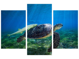 modern-3-piece-canvas-print-sea-turtle