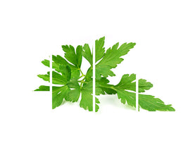 modern-4-piece-canvas-print-leaves-of-parsley
