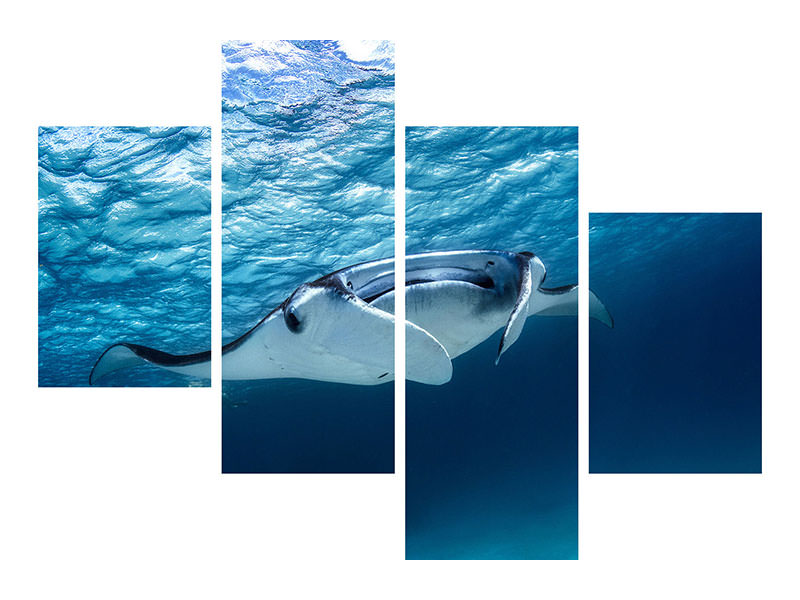 modern-4-piece-canvas-print-manta-ray