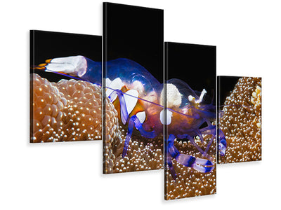 modern-4-piece-canvas-print-peacock-tail-anemone-shrimp