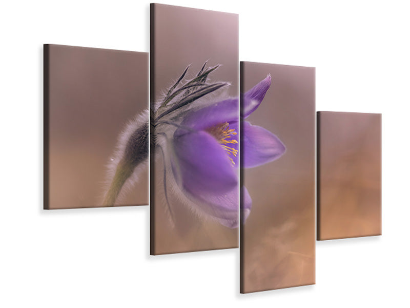 modern-4-piece-canvas-print-pulsatilla-vulgaris