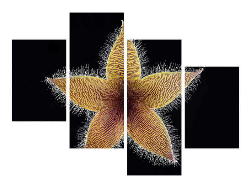 modern-4-piece-canvas-print-stapelia-grandiflora