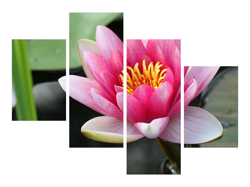 modern-4-piece-canvas-print-the-water-lily-in-pink