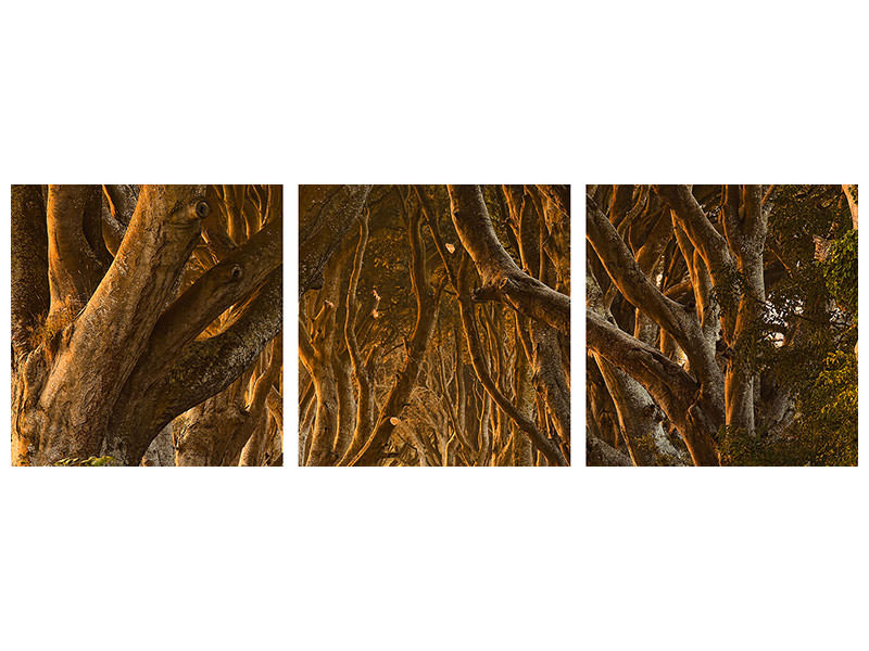 panoramic-3-piece-canvas-print-early-morning-dark-hedges