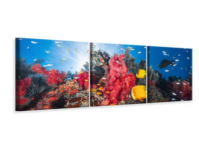 panoramic-3-piece-canvas-print-reef-life