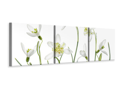 panoramic-3-piece-canvas-print-spring-snowdrops