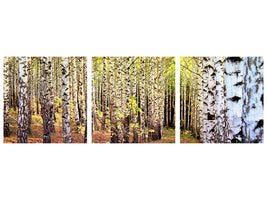 panoramic-3-piece-canvas-print-the-path-between-birches