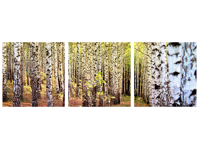panoramic-3-piece-canvas-print-the-path-between-birches