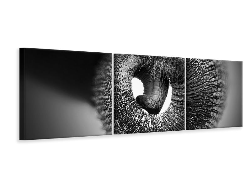 panoramic-3-piece-canvas-print-trunk