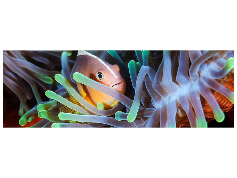 panoramic-canvas-print-clownfish