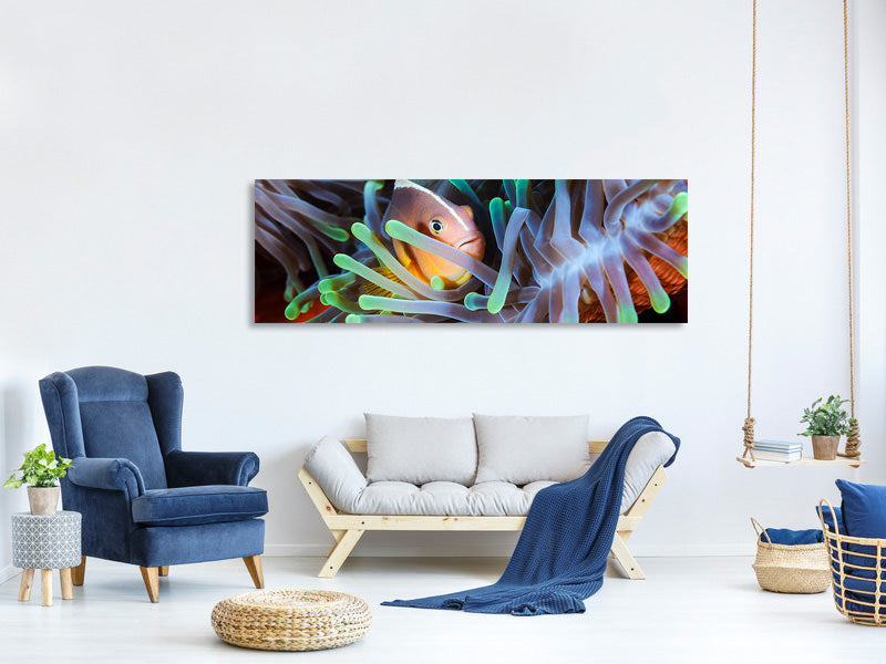panoramic-canvas-print-clownfish