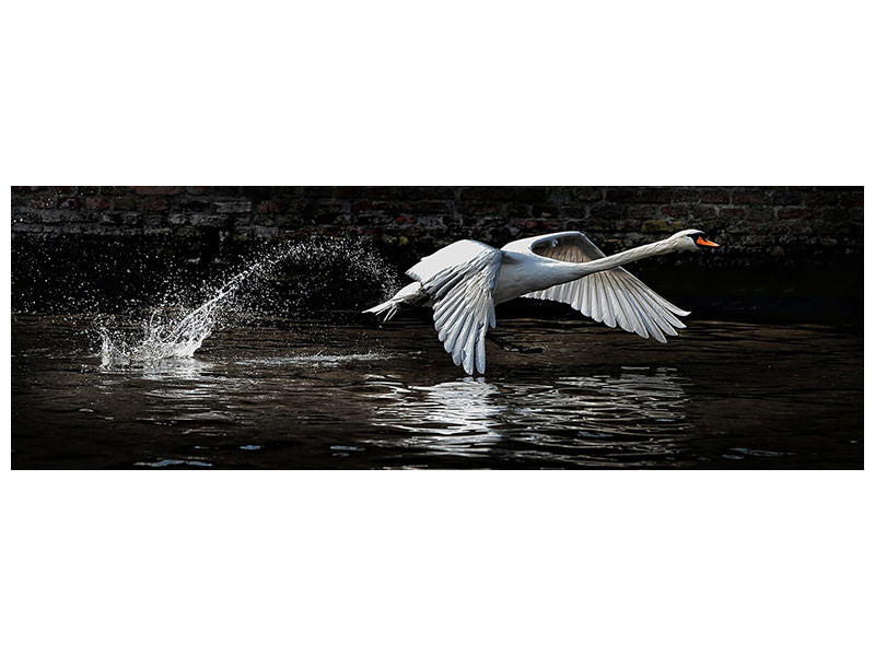 panoramic-canvas-print-flying-swan
