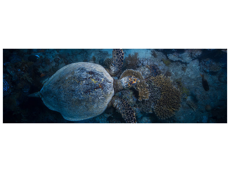 panoramic-canvas-print-hawksbill-sea-turtle-ii