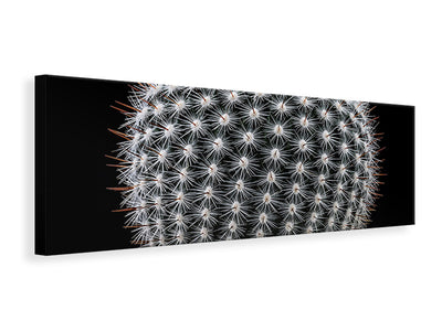 panoramic-canvas-print-notocactus-scopa-ii