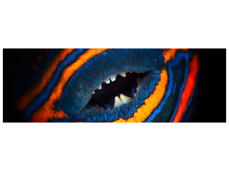 panoramic-canvas-print-orange-lined-triggerfish