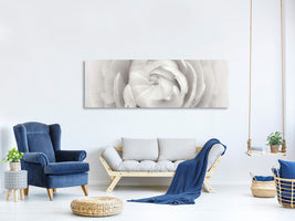 panoramic-canvas-print-ranunculus