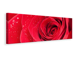 panoramic-canvas-print-red-rose-in-morning-dew