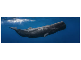 panoramic-canvas-print-sperm-whale