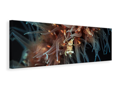 panoramic-canvas-print-zanzibar-whip-coral-shrimp