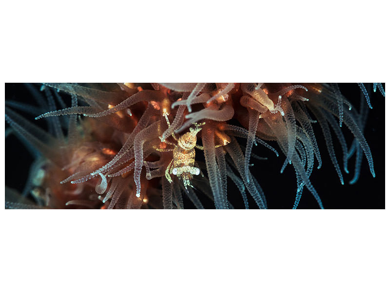 panoramic-canvas-print-zanzibar-whip-coral-shrimp