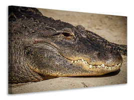 z-canvas-print-attention-alligator